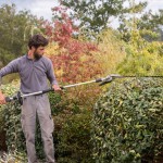 Taille des arbres et haies