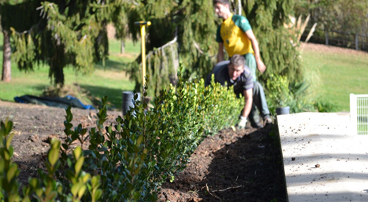 Plantation de haies, arbres et arbustes