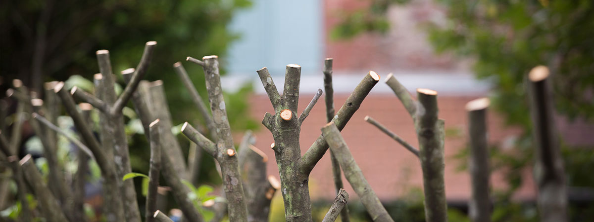 Taille des arbres et haies